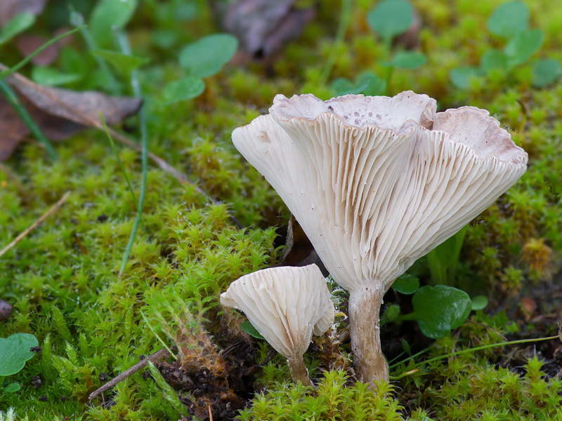 Clitocybe collina